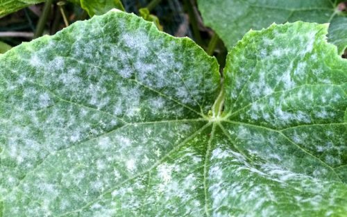 Жовтіє і сохне листя у розсади огірків: чому і що робити
