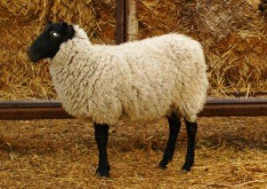 Зміст і розведення овець романівської породи