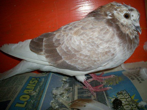 Миколаївські (високольотні) голуби: опис породи, фото