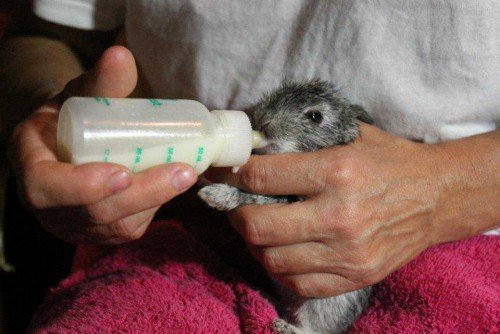 Як вигодувати новонароджених кроленят без кролиці