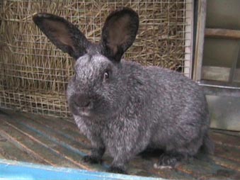 Вуалево сріблястий   Порода кроликів