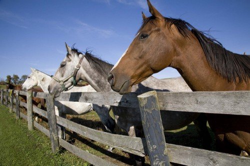 Розведення коней на мясо як бізнес, як відгодовувати
