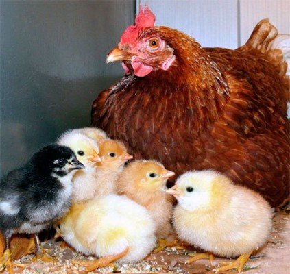 Скільки курка висиджує яйця: коли появляютчя курчата