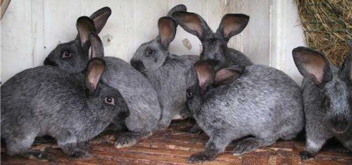 Порода кролів  Радянська Шиншила: опис, розведення