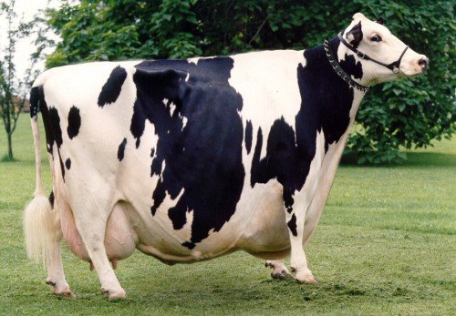 Мастит вимені у корів: причини, ознаки, лікування, профілактика