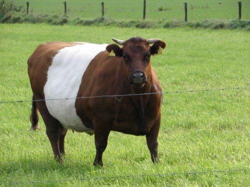 Скільки триває вагітність у корови і носить теляти