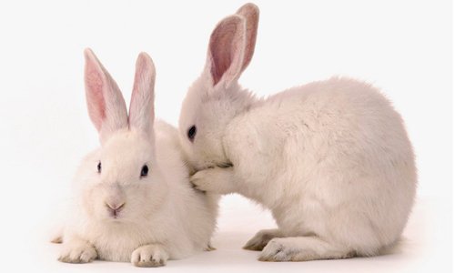 Як лікується хвороба кроликів мокра мордочка?