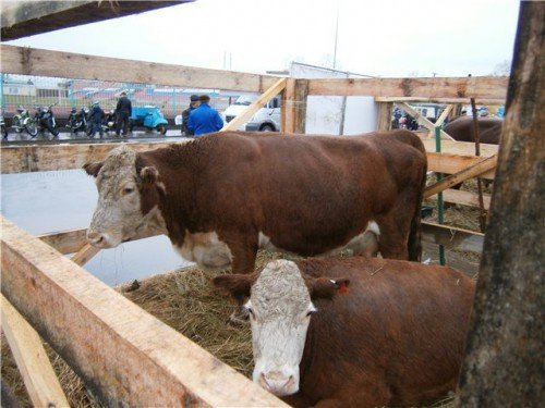 Казахська білоголова порода корів: характеристика врх