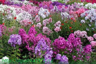 Багаторічні садові квіти, що цвітуть усе літо, назва, опис з фото.