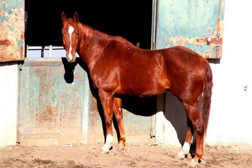Англійська чистокровна кінь: опис, породи