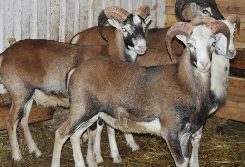 Кращі мясні породи овець: повний огляд і аналіз, фото