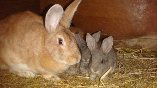 Пронос у кроликів: причини, ніж лікувати