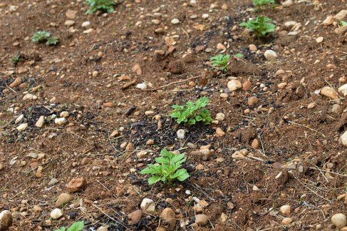 Гербіциди для картоплі: після сходів, досходовий