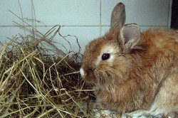 Як розвивається і лікувати кокцидіоз у кроликів?