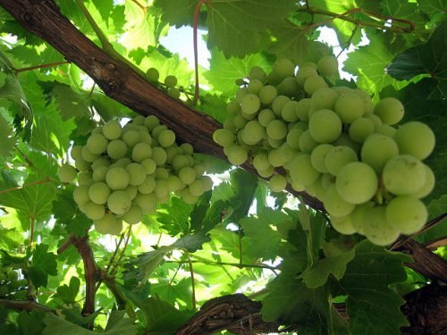 Чому червоніє листя у винограду: причини, лікування
