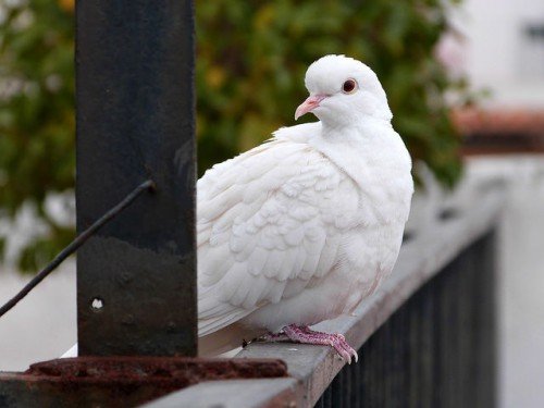 Пташеня голуба: як виглядає, чим годувати, де голуби їх ховають