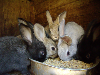 Мінеральні корми і вітаміни для годування кроликів