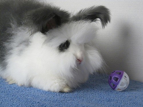 Ангорський кролик: годівля, догляд, розмноження