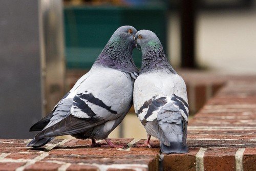 Розмноження голубів в домашніх умовах, як отримати потомство