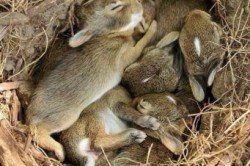 Що спільного і чим відрізняється кролик від зайця