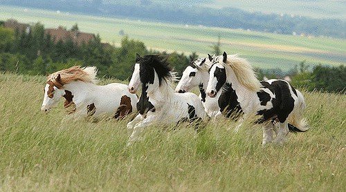Які бувають масті коней: опис, фото