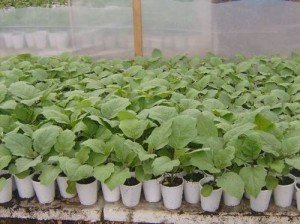 Баклажани в теплиці з полікарбонату — вирощування рослин в поликарбонатном парнику