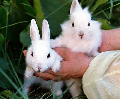 Особливості розмноження кроликів
