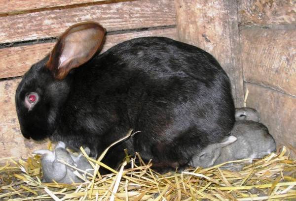 Мастит у кролиці: лікування, симптоми і профілактика