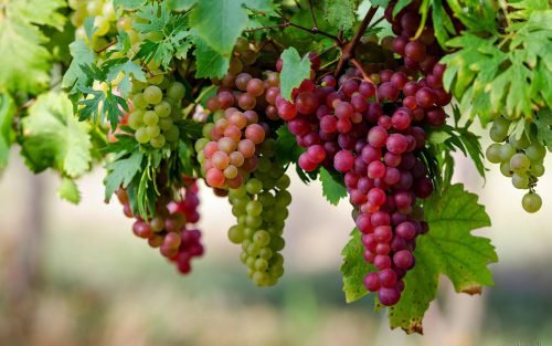 Виноград кишмиш рожевий: опис сорту, посадка, догляд