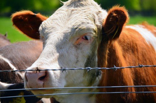 Айрширская порода корів: опис, характеристика, особливості