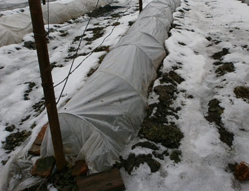 Як вкривати виноград землею на зиму від холодів