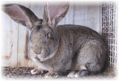 Кролі породи фландр: характеристика, догляд та утримання