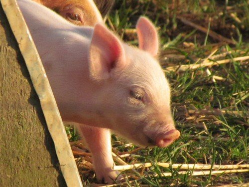 Годування поросят отемишей в домашніх умовах, вигодувати без свиноматки