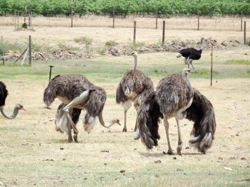 Що страуси їдять, чим їх годувати, раціон