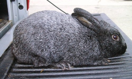 Опис та зовнішній вигляд кроликів породи Сріблястий