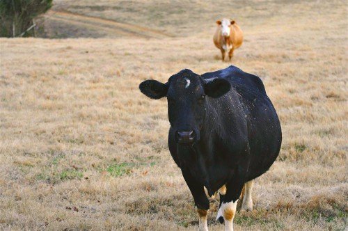 Сухостійний період у корів і нетелів: годування