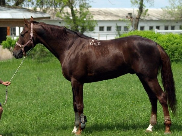 Достоїнства і опис будьоннівської породи коней