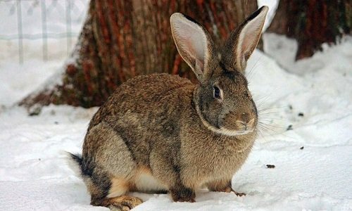 Розмноження та розведення кролика Сірий велетень