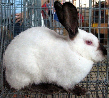 Геморагічна хвороба кроликів: симптоми, лікування