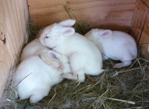 Як вигодувати новонароджених кроленят без кролиці