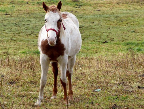 Скільки триває вагітність у коней, як проходять пологи