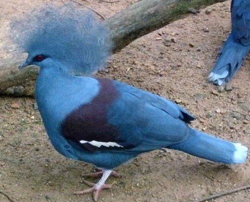 Вінценосний голуб: огляд породи, факти