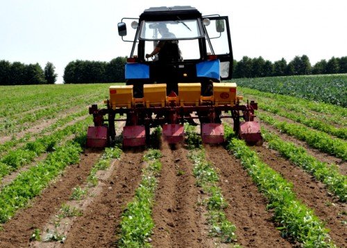 Вирощування картоплі за голландською технологією: посадка
