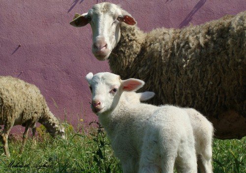 Хвороби овець: симптоми, лікування, профілактика