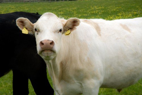 Забій корови: різання, розтин, як вбити