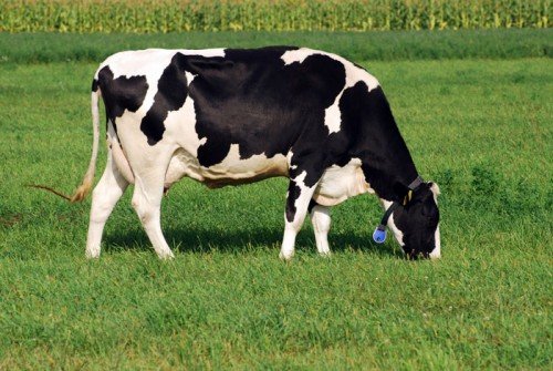 Скільки важить корова: визначення ваги врх обміром, без ваг