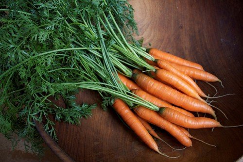 Строки збирання моркви, поради по збору врожаю