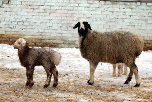 Курдючне вівці: переваги породи, опис з фото