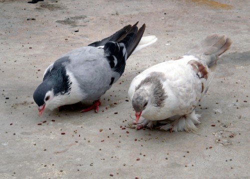 Що їдять голуби: правила годівлі, що можна їсти