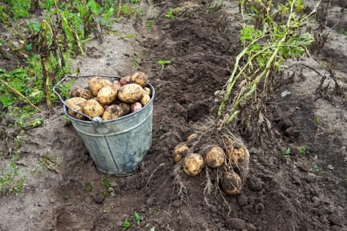 Картопля для піщаного ґрунту: посадка, який сорт підходить